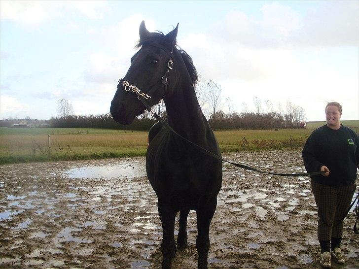 Frieser Eenskje - en uge efter jeg fik hende hjem billede 15