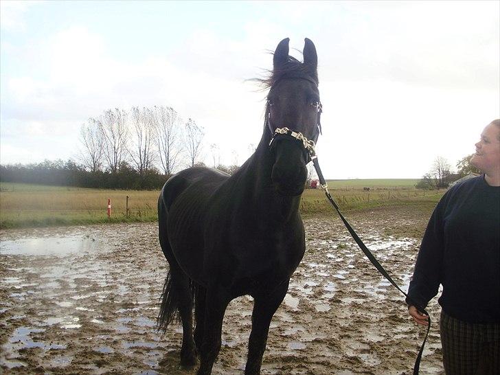 Frieser Eenskje - en uge efter jeg fik hende hjem billede 16