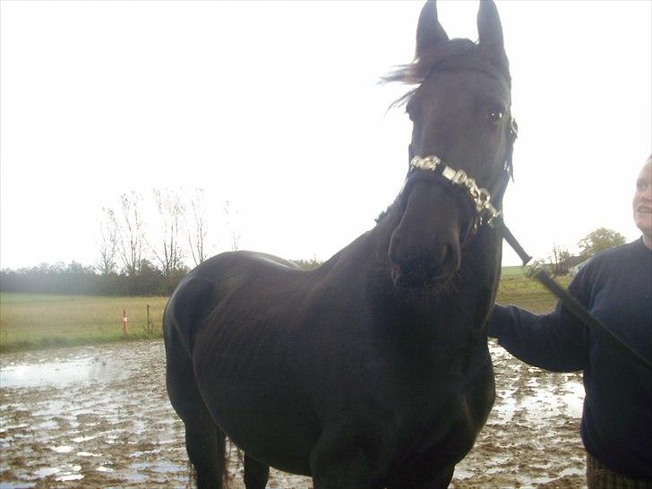 Frieser Eenskje - en uge efter jeg fik hende hjem billede 17