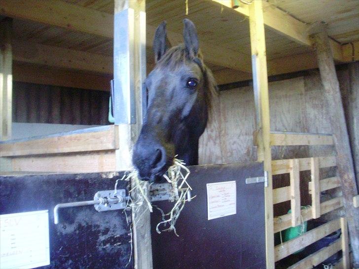 Frieser Eenskje - Venter på madmor kommer forbi :p billede 20