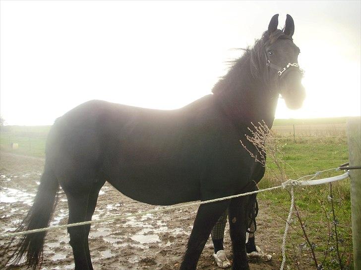 Frieser Eenskje - en uge efter jeg fik hende hjem billede 18