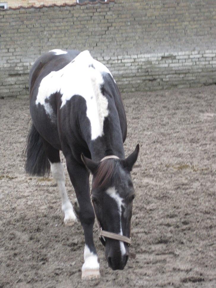 Anden særlig race Bounty ( TIDLIGER DRØMME PART ) - beauty little man <3 billede 14