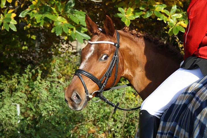 Tysk Sportspony Monte Christo(Solgt) - LA1 i Skåde d. 30/11 2010, delt 3. plads med 67% billede 14