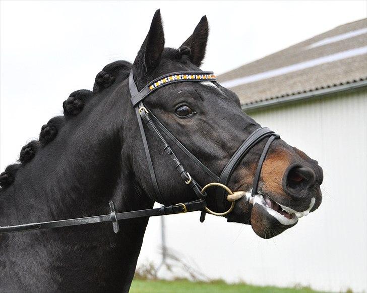 New Forest Vestergaards Zeus ALVS HINGST - Smukke dreng efter 4-års championaterne i dressur(´; billede 6