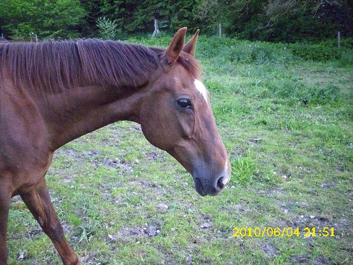 Dansk Varmblod Chita(hvil i fred dejlige) - Chita med ædelt hoved :-) billede 3
