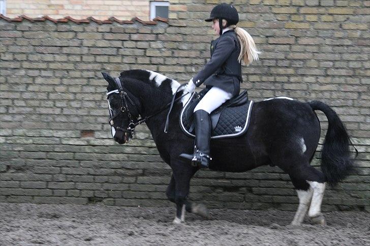 Anden særlig race Bounty ( TIDLIGER DRØMME PART ) - Nogen der bare kan? i er naturtalenter:D Fra Lause<3 billede 15