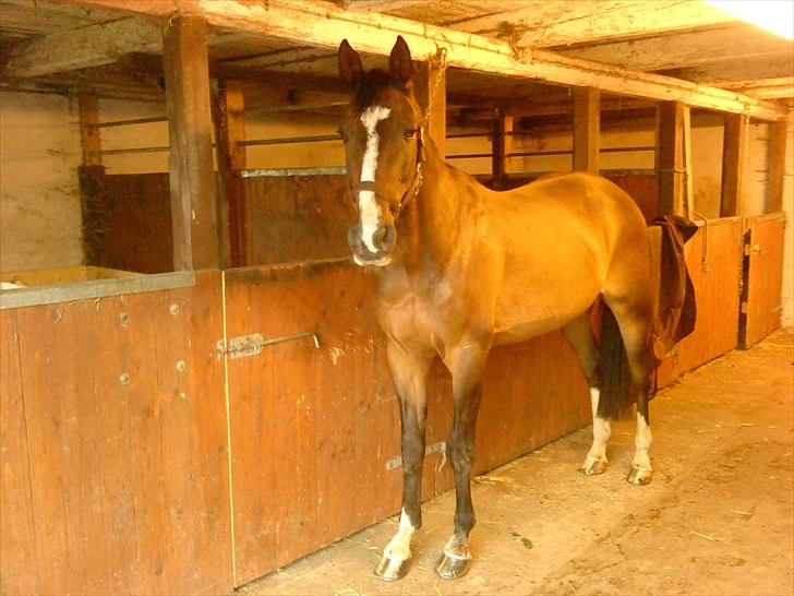 Traver Oacklander- Ocakie billede 1