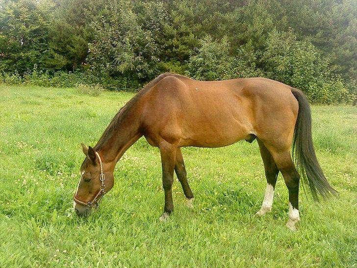 Traver Oacklander- Ocakie billede 2