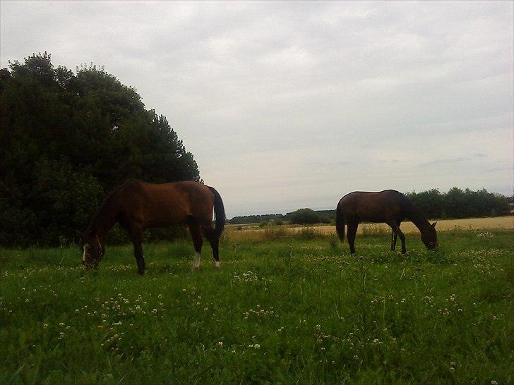 Traver Oacklander- Ocakie billede 3