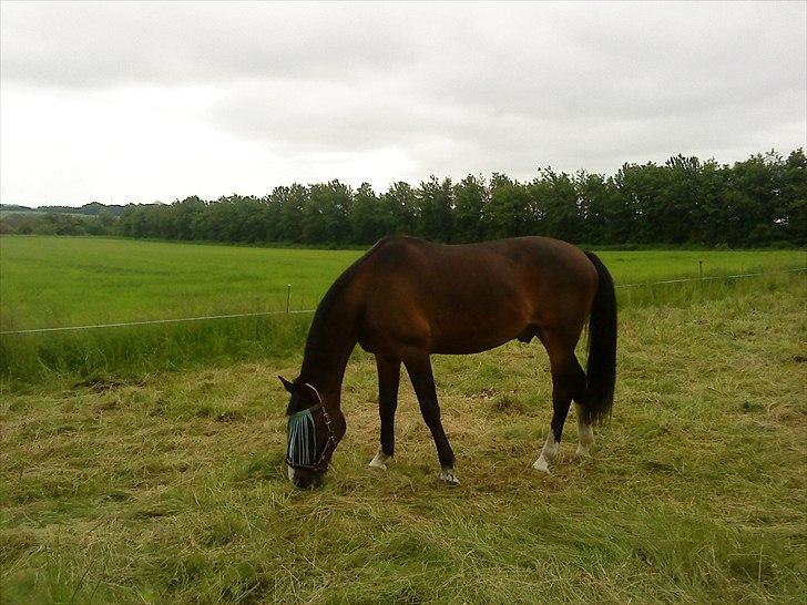 Traver Oacklander- Ocakie billede 4