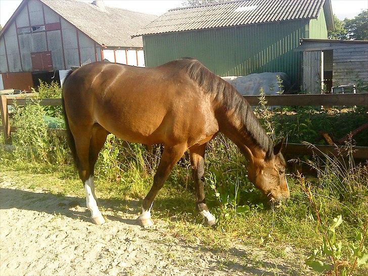 Traver Oacklander- Ocakie billede 5