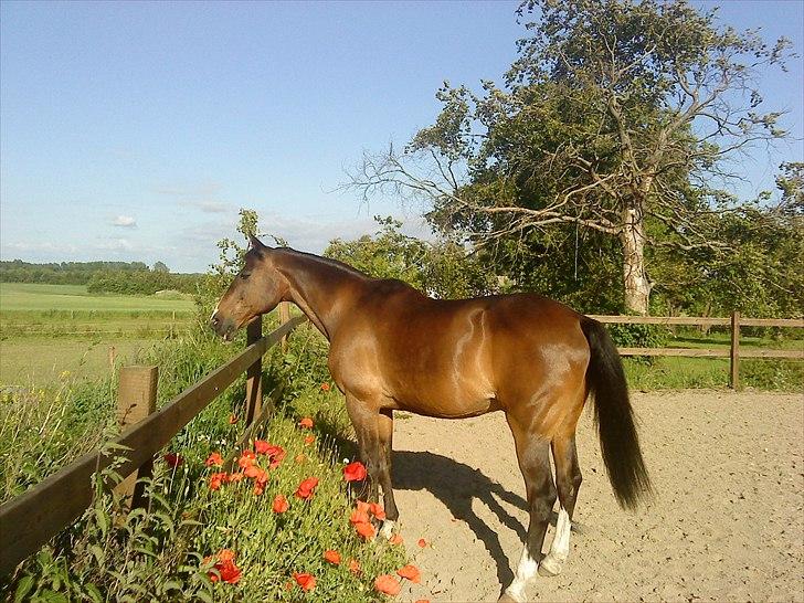 Traver Oacklander- Ocakie billede 6