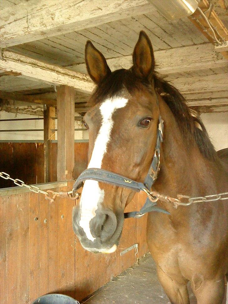 Traver Oacklander- Ocakie billede 7