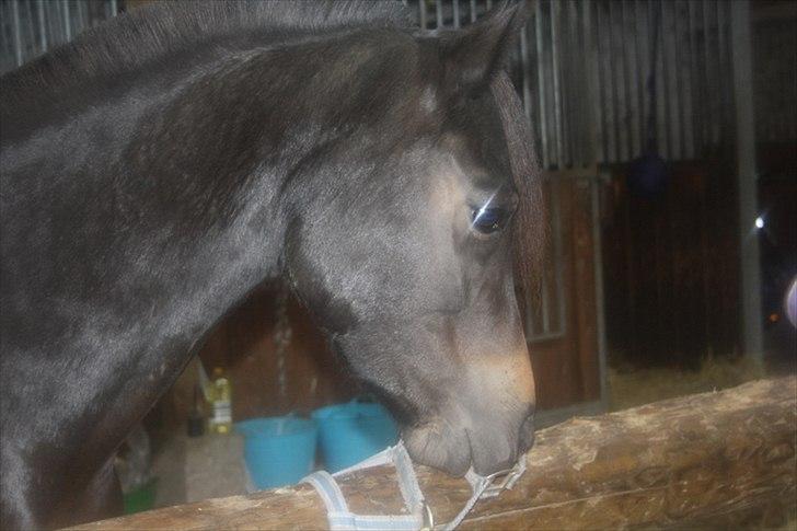 New Forest LØGTHOLT'S BASTIAN billede 10