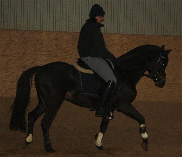 New Forest LØGTHOLT'S BASTIAN billede 11