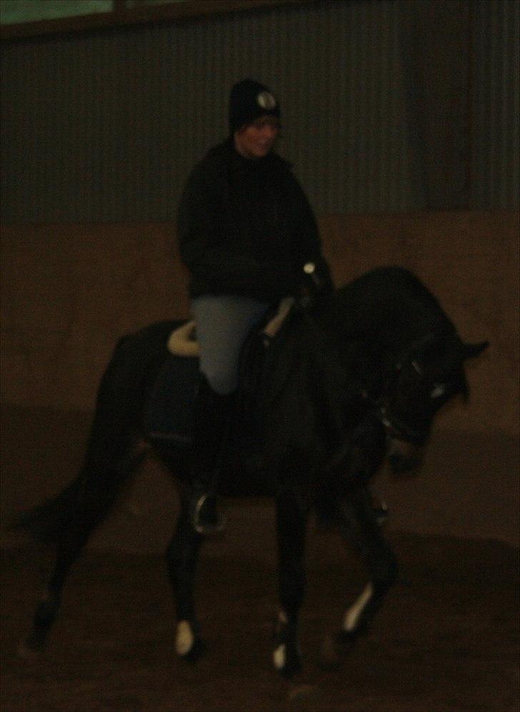 New Forest LØGTHOLT'S BASTIAN billede 12