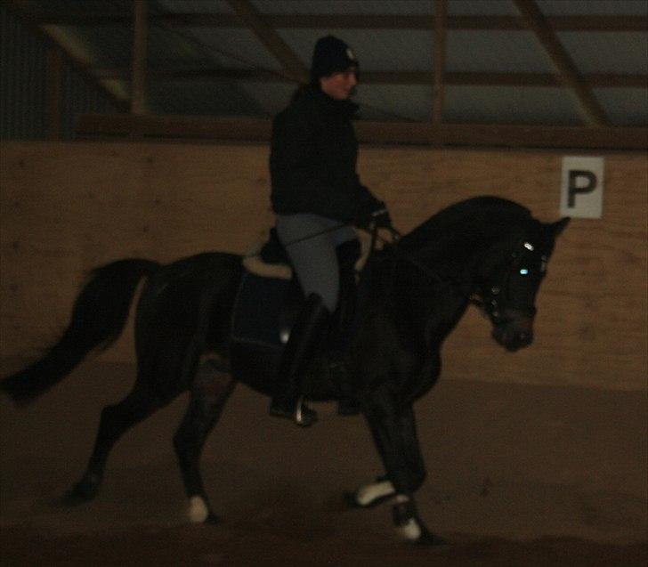 New Forest LØGTHOLT'S BASTIAN billede 13