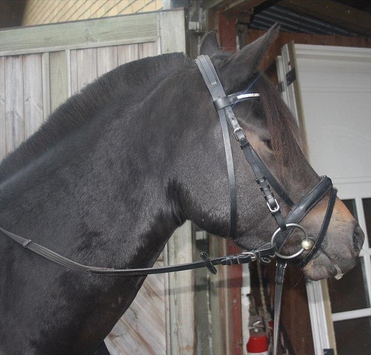 New Forest LØGTHOLT'S BASTIAN billede 14