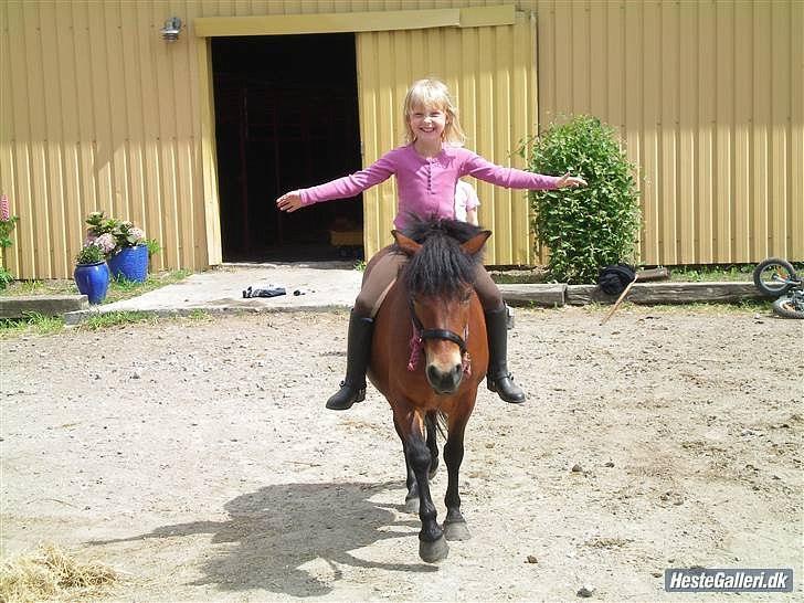 Anden særlig race Freja - min smukke hypper billede 4