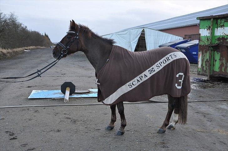 Anden særlig race Sika ( GAMLE HALVPART) billede 16