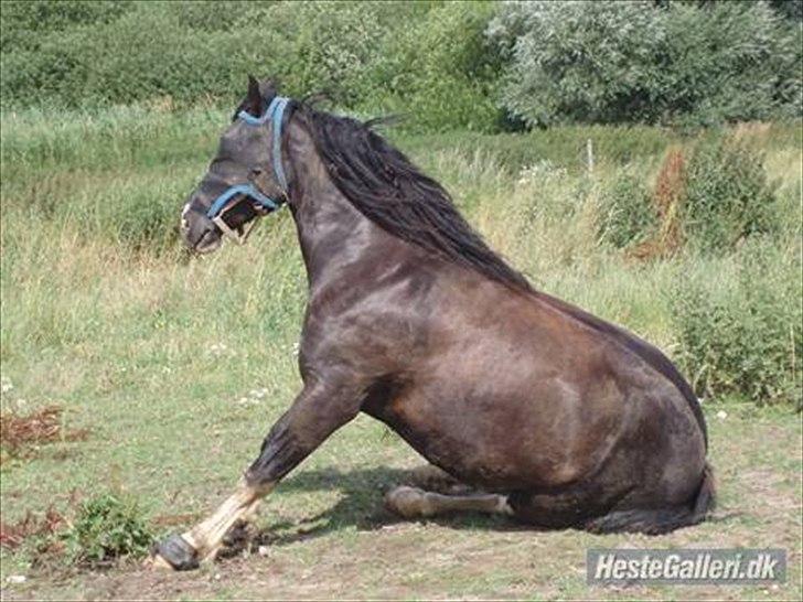 Welsh Cob (sec D) Dynamite Joy - Joy på fold hos gamle ejer : D billede 14