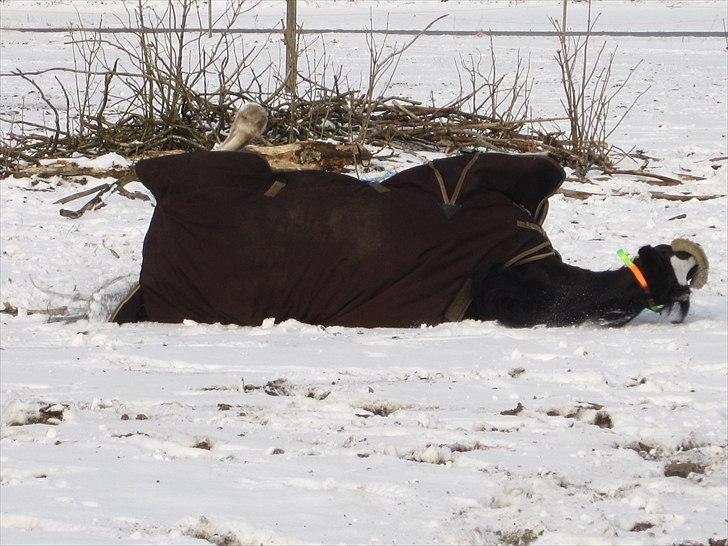 Welsh Cob (sec D) Dynamite Joy - Dejligt at rulle sig i sneen : P Foto: Mig billede 15