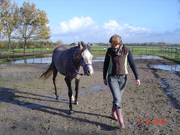 Arabisk fuldblod (OX) Cado´s Da Vinci OX (Himmelhest) billede 9