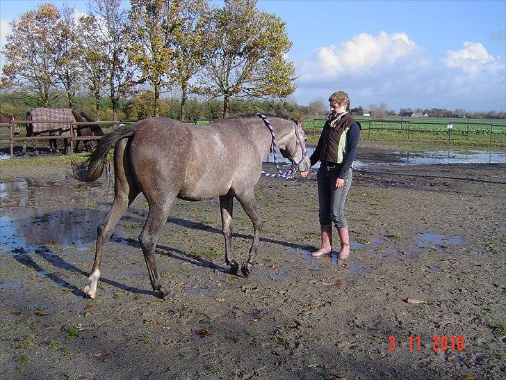 Arabisk fuldblod (OX) Cado´s Da Vinci OX (Himmelhest) billede 11