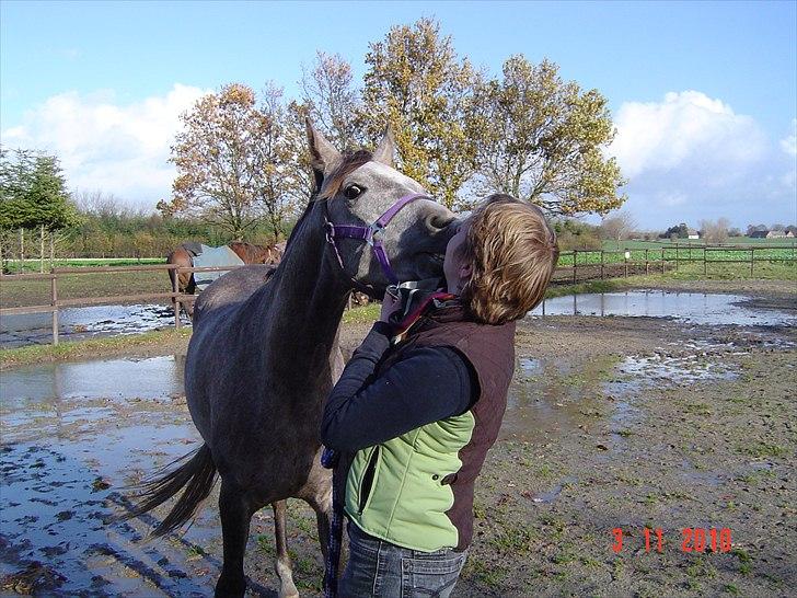 Arabisk fuldblod (OX) Cado´s Da Vinci OX (Himmelhest) billede 12