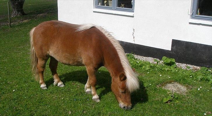 Shetlænder Caramel billede 1