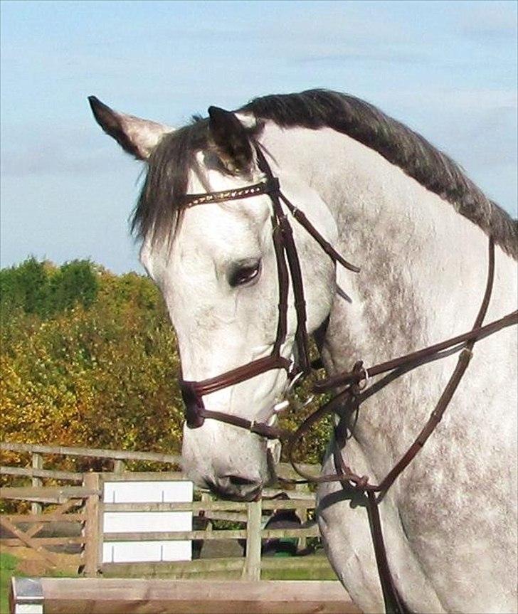 Anden særlig race Caecolley Dettingen - Smukke Dettingen. 30/10-10 billede 1