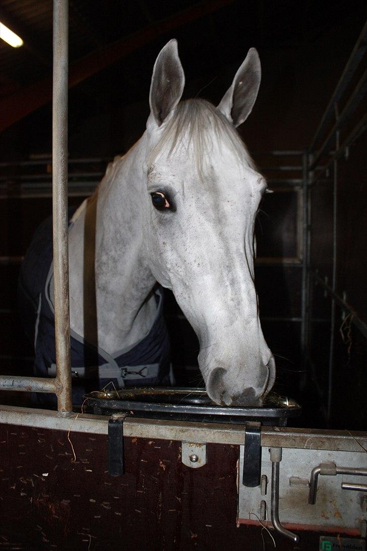 Hannoveraner Smilla 27 - Smilla pigen :) billede 2