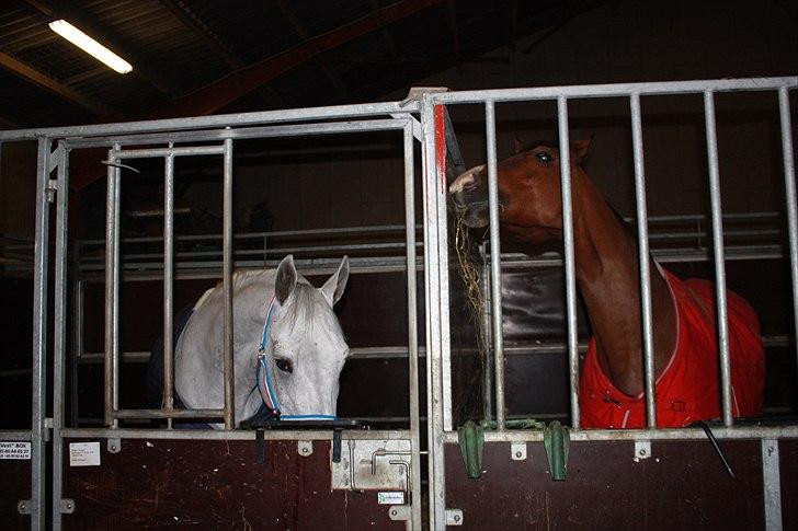 Hannoveraner Smilla 27 - Smilla og ami <3 billede 3