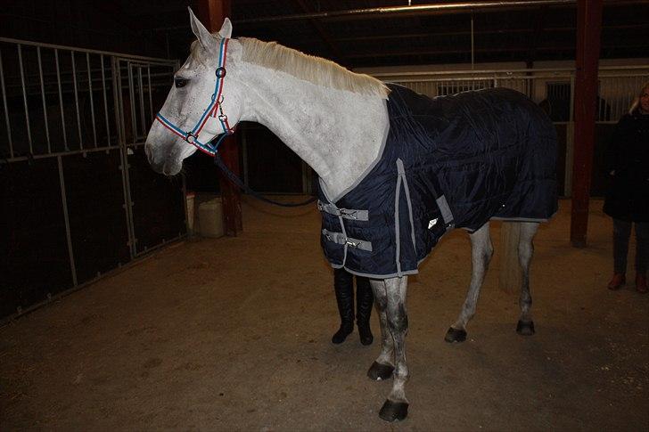 Hannoveraner Smilla 27 billede 4