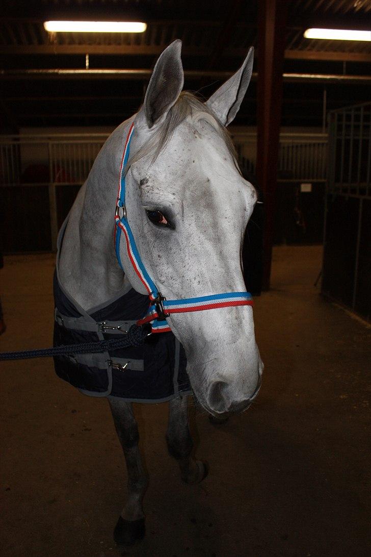 Hannoveraner Smilla 27 billede 5