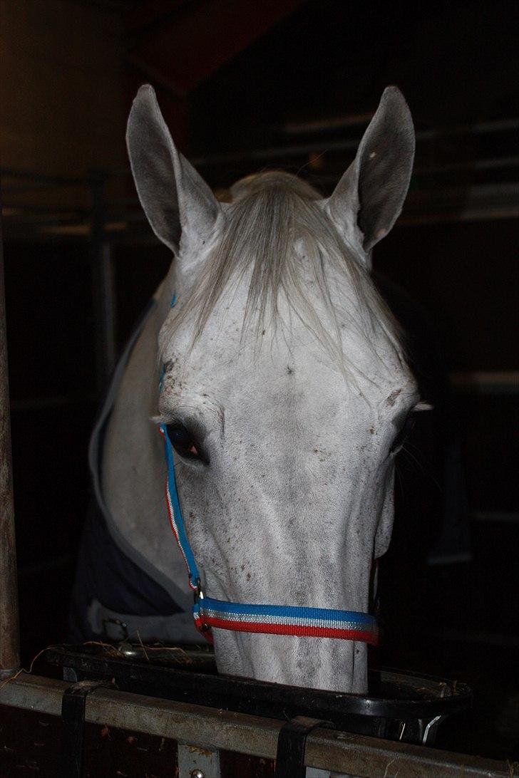 Hannoveraner Smilla 27 billede 6