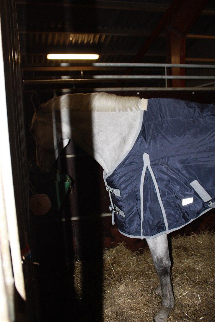 Hannoveraner Smilla 27 billede 7