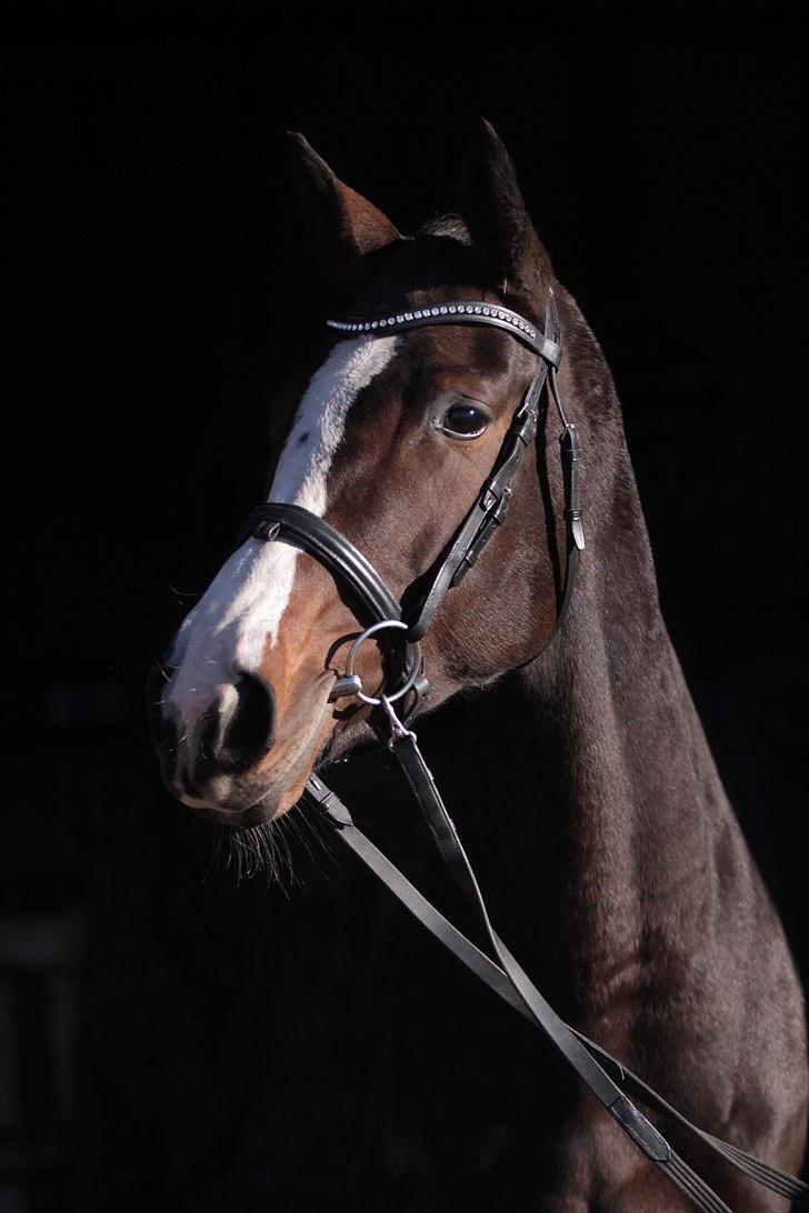 Fuldblod (XX) Fairwind billede 1