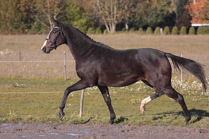 Fuldblod (XX) Fairwind billede 2