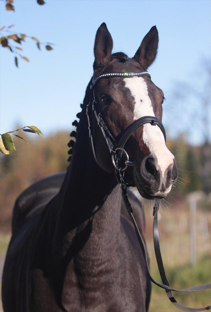 Fuldblod (XX) Fairwind billede 3