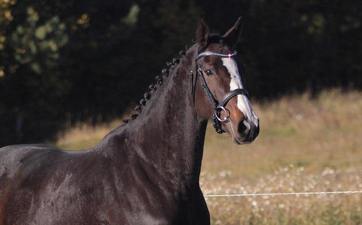 Fuldblod (XX) Fairwind billede 4