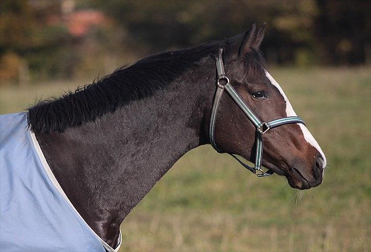 Fuldblod (XX) Fairwind billede 5