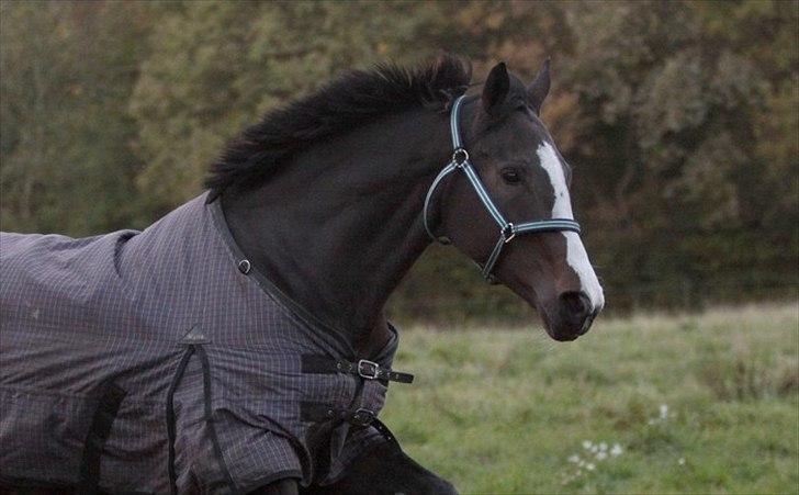 Fuldblod (XX) Fairwind billede 6