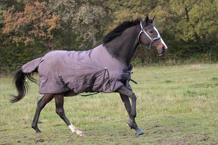 Fuldblod (XX) Fairwind billede 7