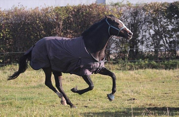 Fuldblod (XX) Fairwind billede 8