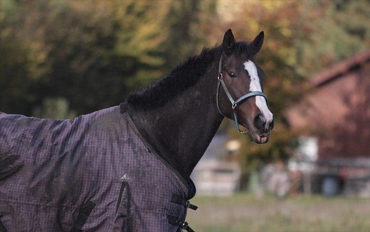 Fuldblod (XX) Fairwind billede 9