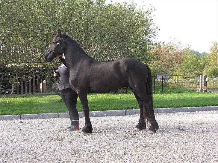 Frieser Cillias af Moltkenberg - Cillias sept. 2010 billede 1