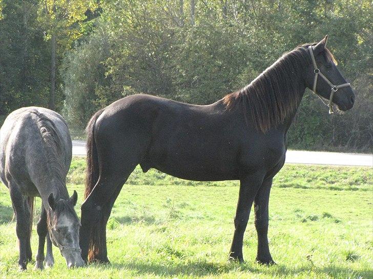 Frieser Cillias af Moltkenberg billede 2