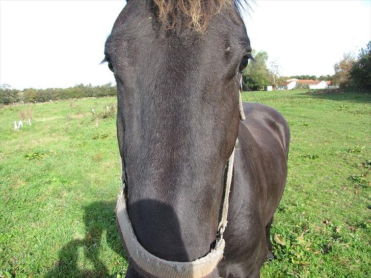 Frieser Cillias af Moltkenberg - Cillias som han har det bedst - helt oppe i ansigtet på en - det er bare svært at tage ordentlige billeder på folden, når han følger efter som en hund :-)) billede 3