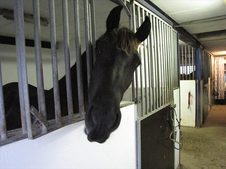 Frieser Cillias af Moltkenberg - "...Jeg vil gerne smage på dit kamera...."  ;) billede 4
